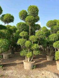 Topairy Plants - Image 12