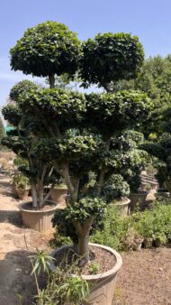 Topairy Plants - Image 3