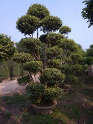 Topairy Plants - Image 4