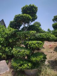 Topairy Plants - Image 5