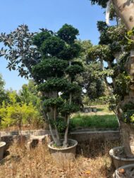 Topairy Plants - Image 6