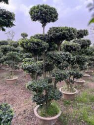 Topairy Plants - Image 7