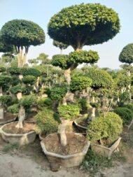 Topairy Plants