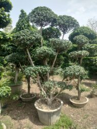 Topairy Plants - Image 9