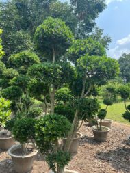 Topairy Plants - Image 10