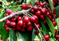 Premium Cherry Fruit Plant – High Yield Sweet Cherry Tree for Home Garden & Farmhouse in Pakistan