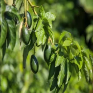 Premium Cherry Fruit Plant – High Yield Sweet Cherry Tree for Home Garden & Farmhouse in Pakistan - Image 3