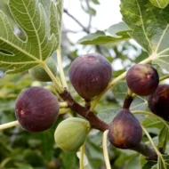 Premium Cherry Fruit Plant – High Yield Sweet Cherry Tree for Home Garden & Farmhouse in Pakistan - Image 5