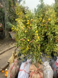 Premium Cherry Fruit Plant – High Yield Sweet Cherry Tree for Home Garden & Farmhouse in Pakistan - Image 4