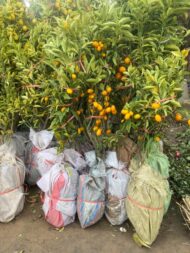 Premium Cherry Fruit Plant – High Yield Sweet Cherry Tree for Home Garden & Farmhouse in Pakistan - Image 6