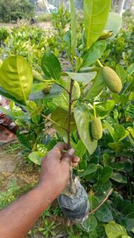 Premium Cherry Fruit Plant – High Yield Sweet Cherry Tree for Home Garden & Farmhouse in Pakistan - Image 7